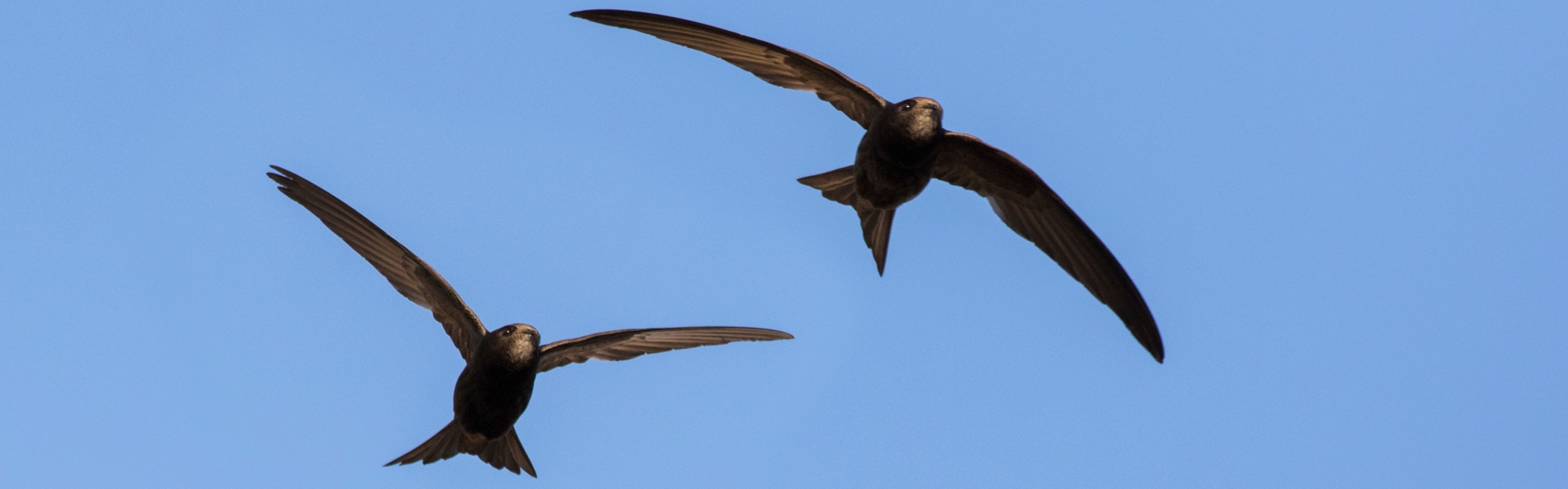 common swift