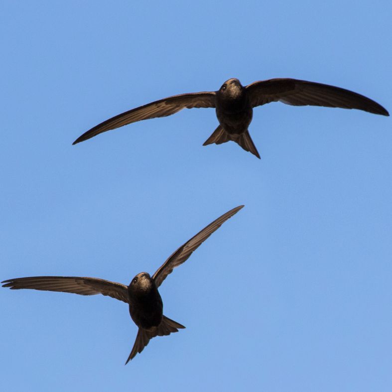 common swift