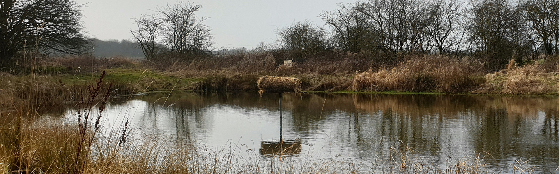 Duck nest tube in the middle of a pond