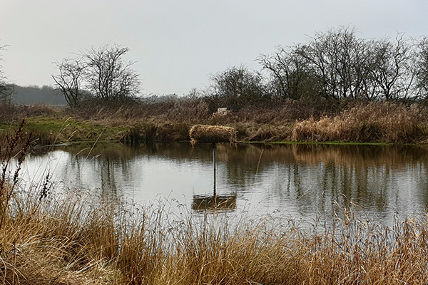 Duck nest tube in the middle of a pond