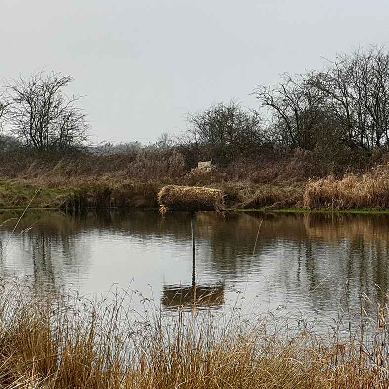 Duck nest tube in the middle of a pond