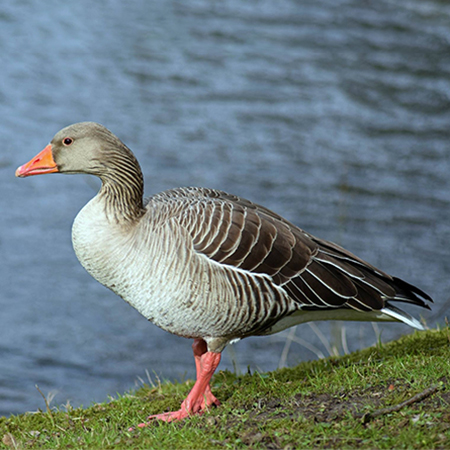 Greylag goose