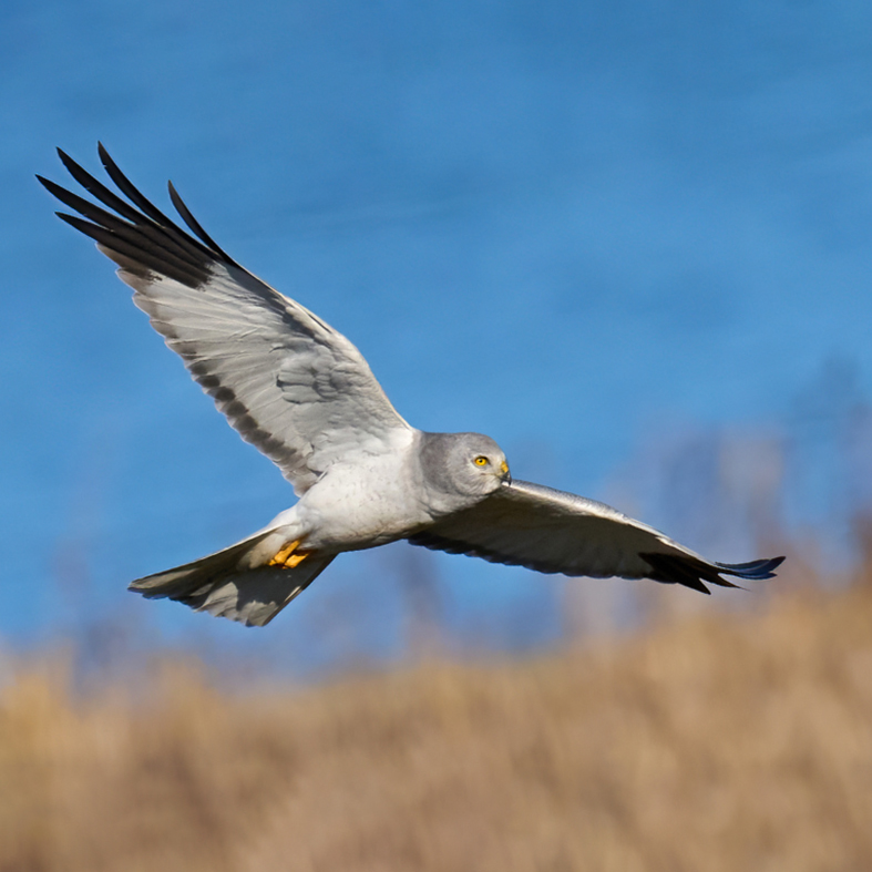 Hen Harrier in flight