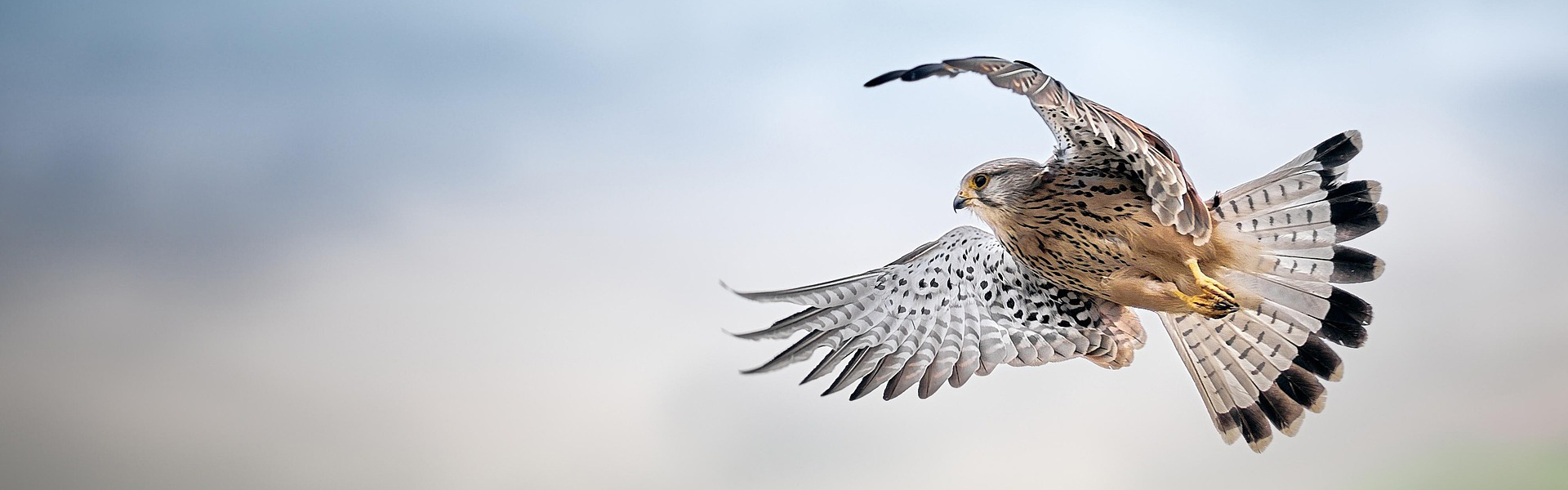 Kestrel in flight