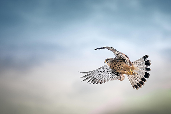 Kestrel in flight