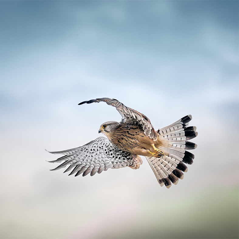 Kestrel in flight