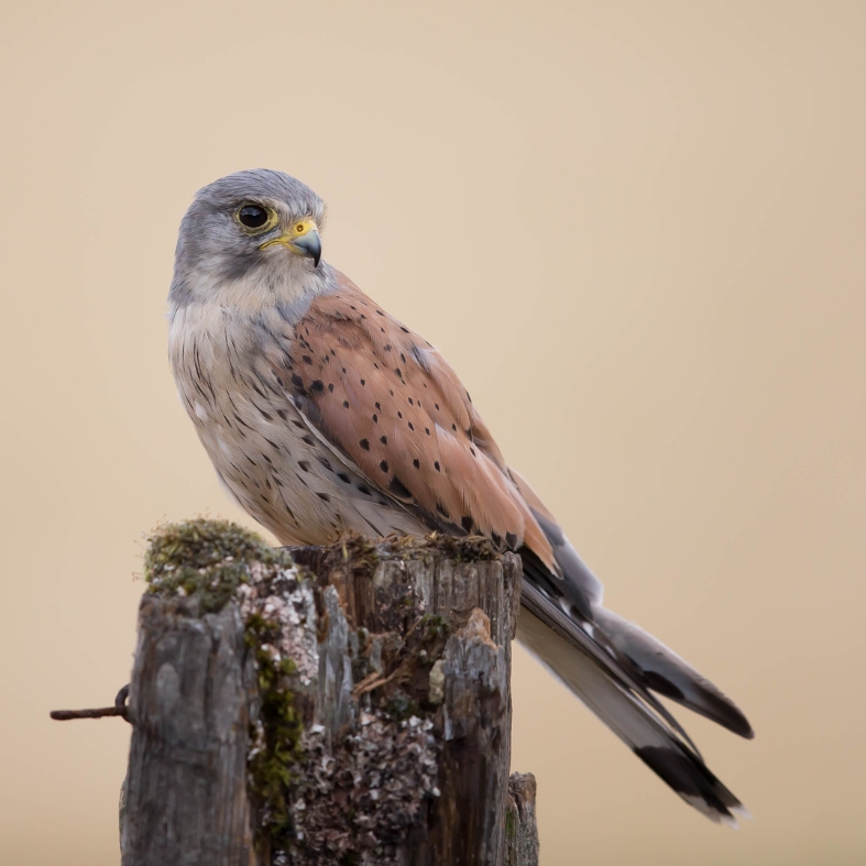 Kestrel