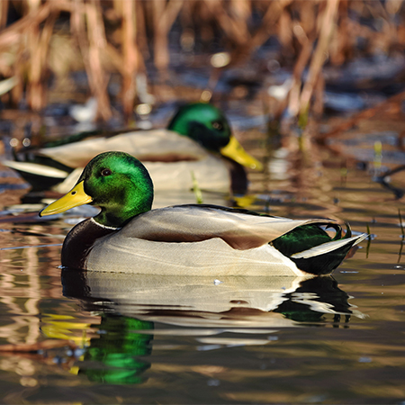 Mallard duck