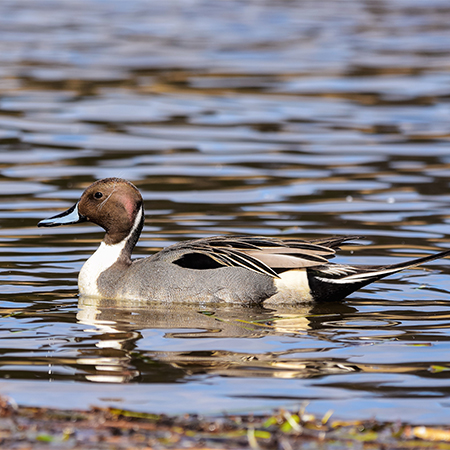 Pintail duck