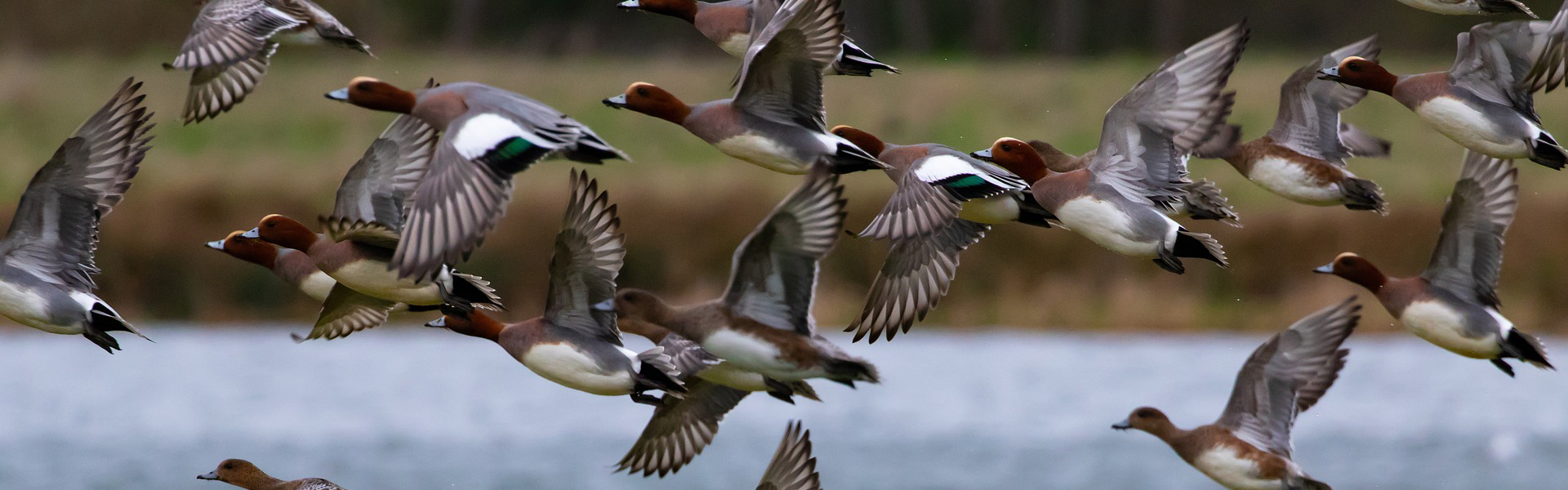 Wigeons in flight