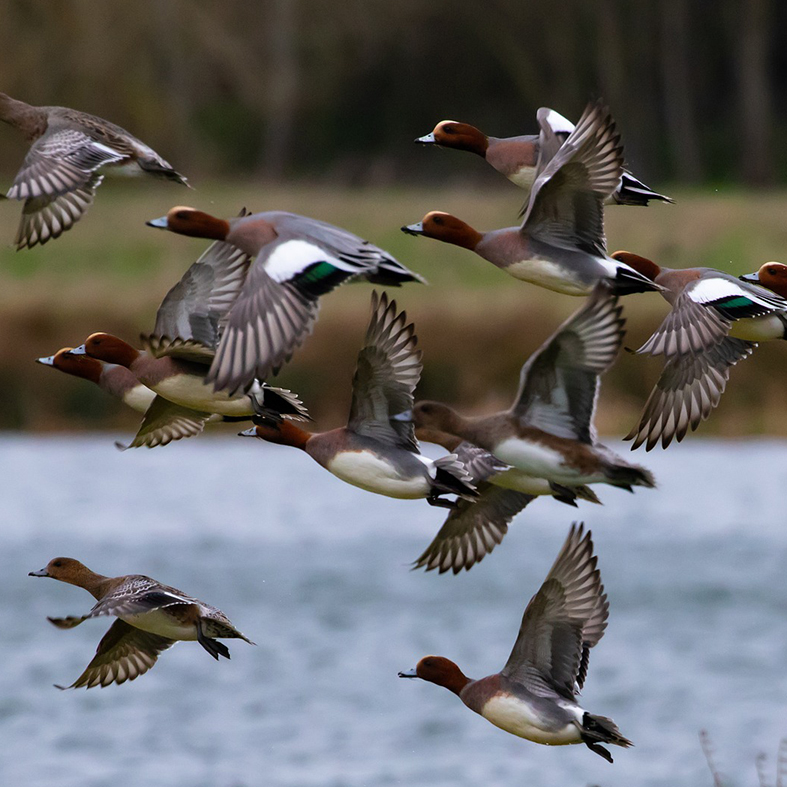 Wigeons in flight