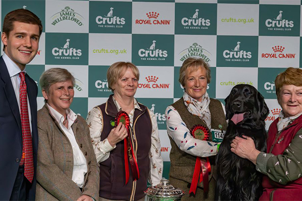 Crufts gamekeeper class winner Barney the flat coated retriever