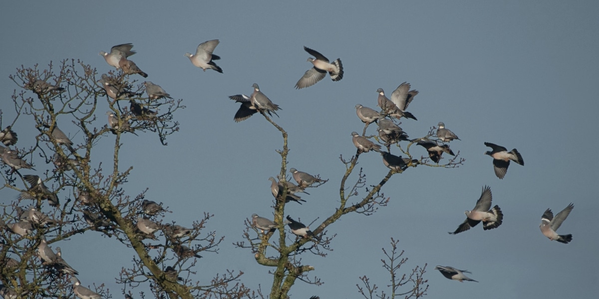 Woodpigeons roosting
