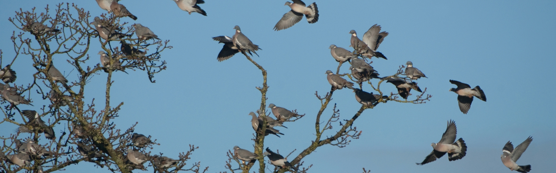 Woodpigeons roosting