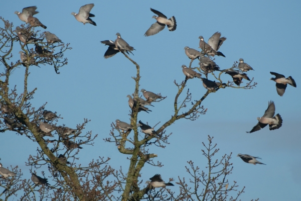 woodpigeon roosting