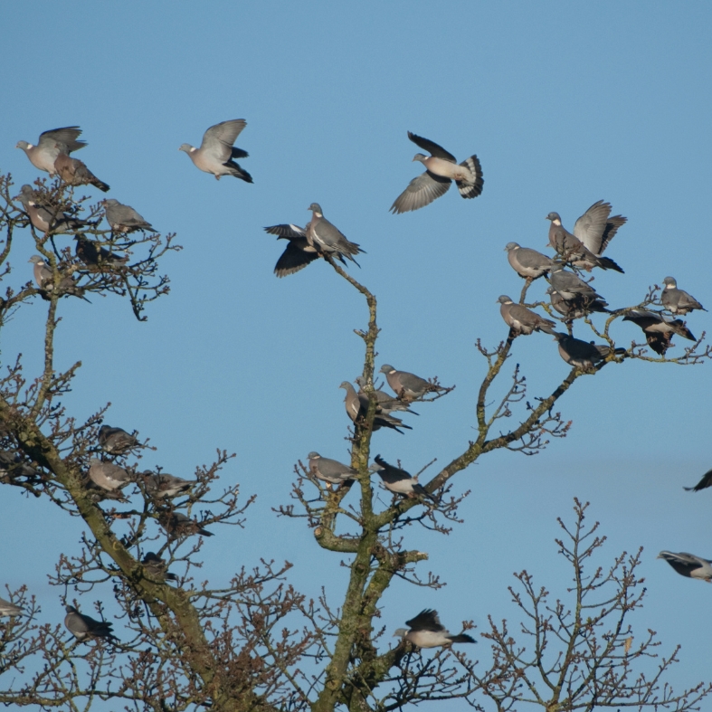 Woodpigeons roosting