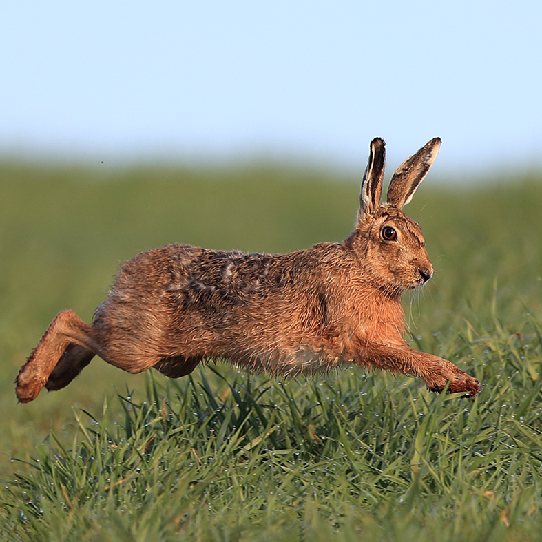 Hare