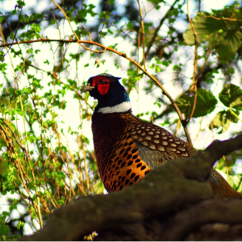 Pheasant in tree