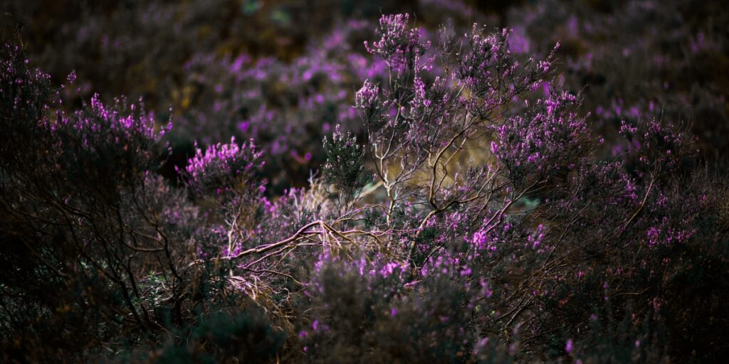 muirburn licensing scheme