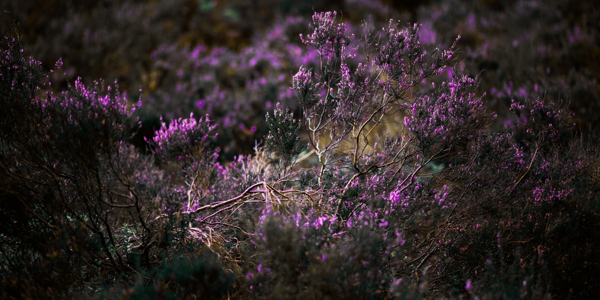 muirburn licensing scheme