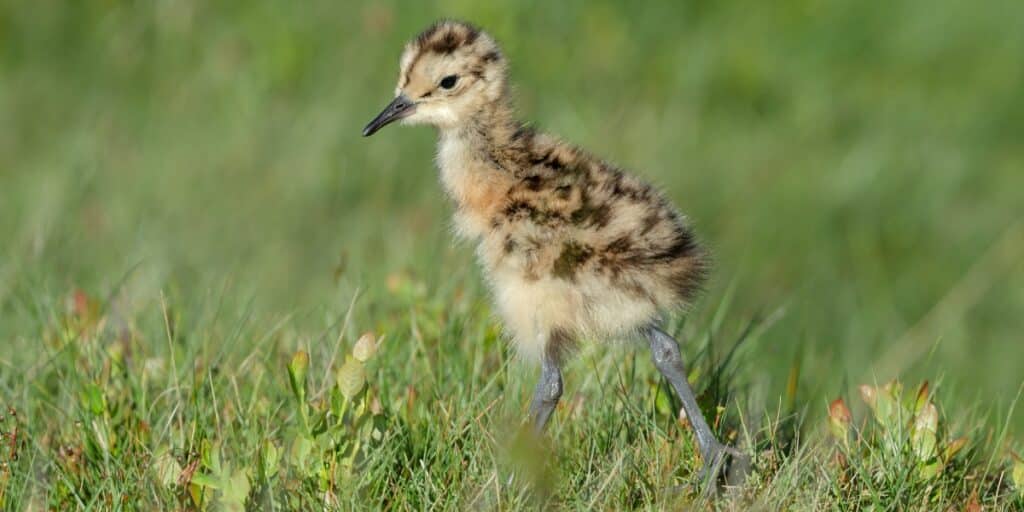 Applications Open For Basc Wildlife Fund Conservation Grants Basc