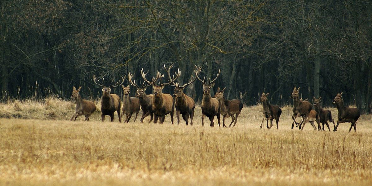 deer management is important