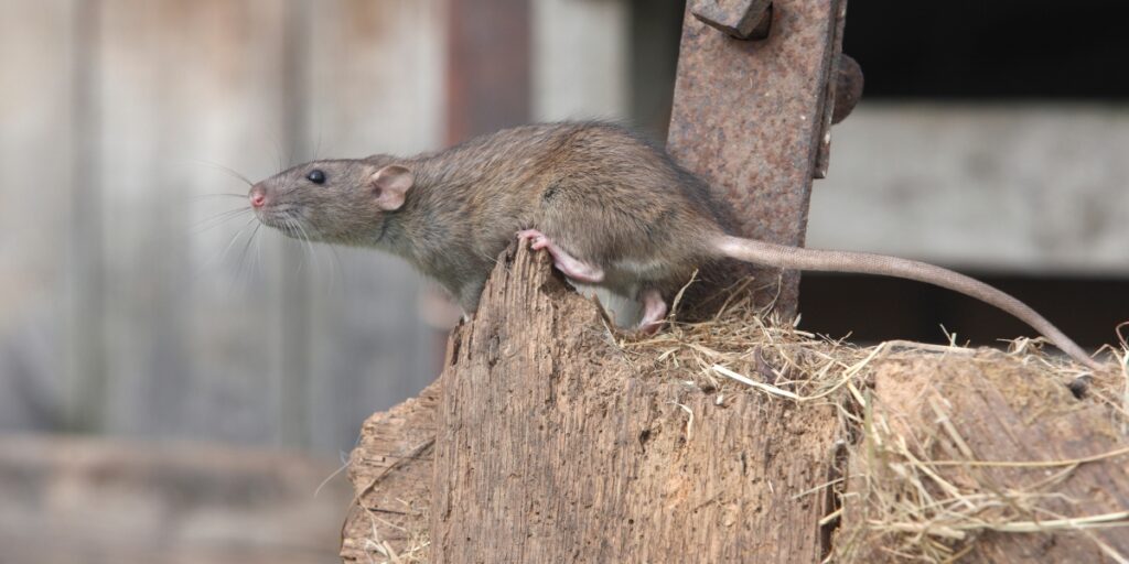 rodent