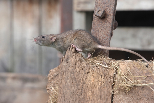rodent on a farm