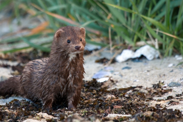 mink
