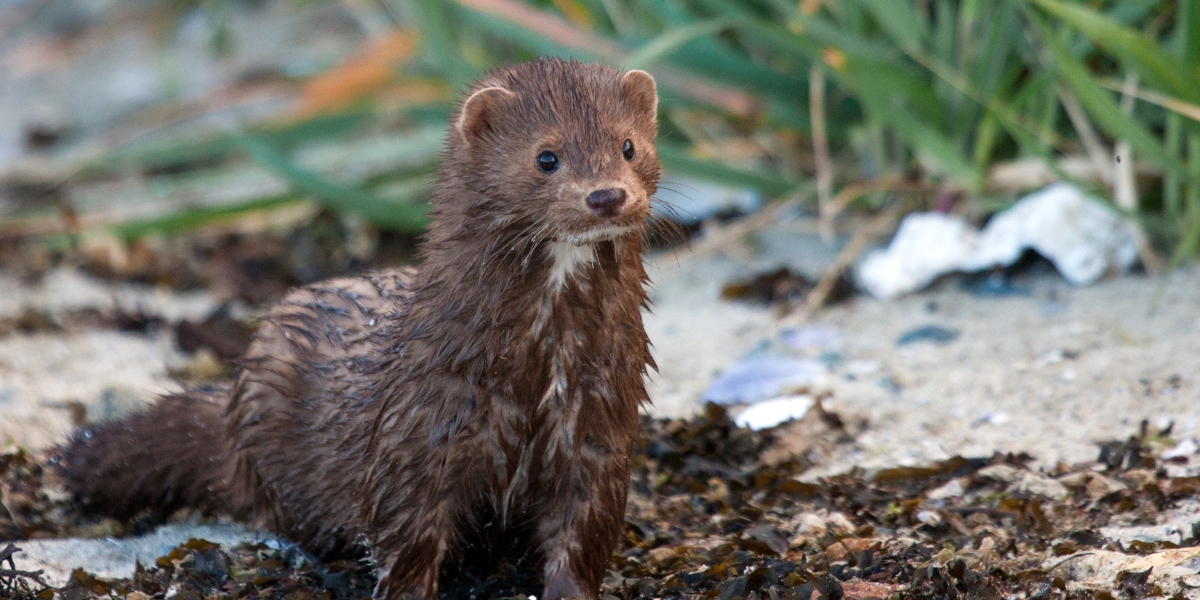 Mink