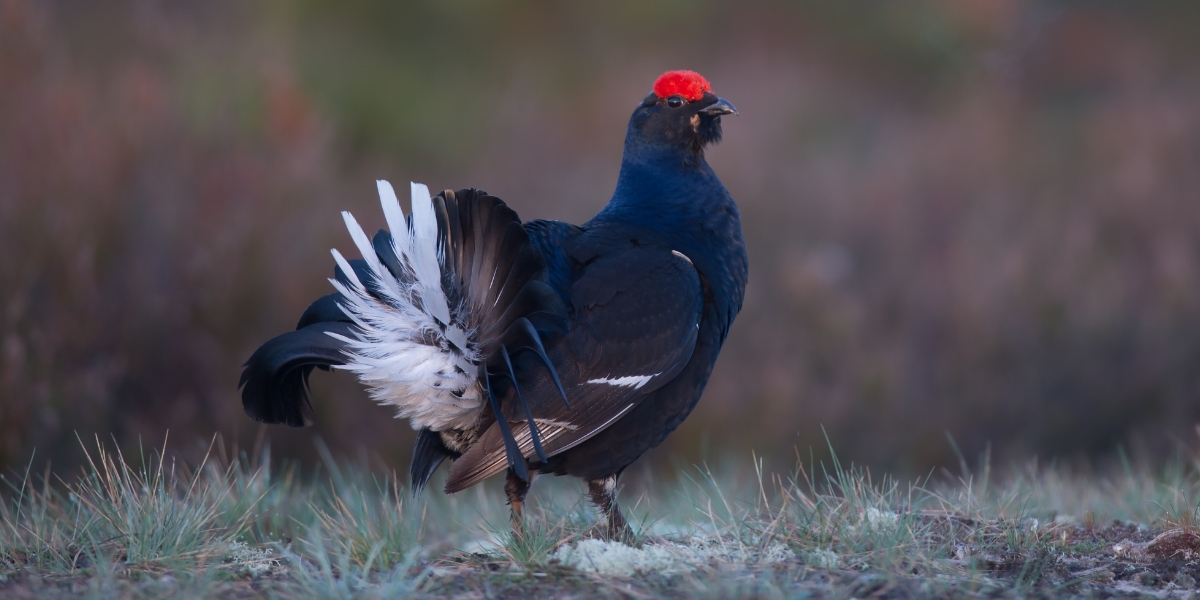 black grouse