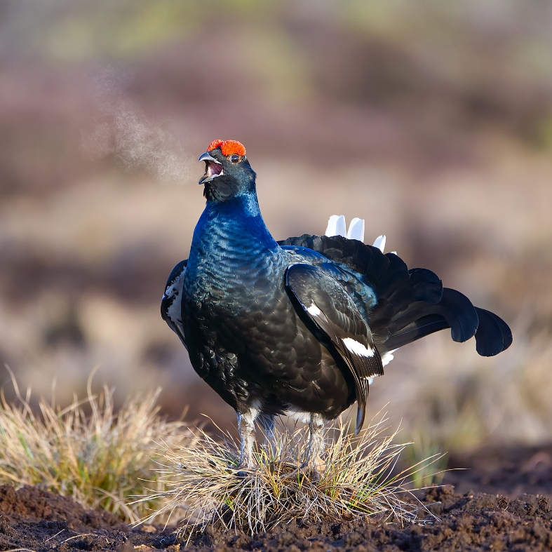 black grouse lek