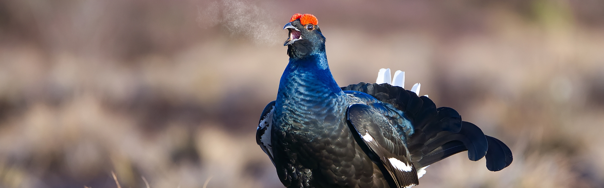 black grouse lek