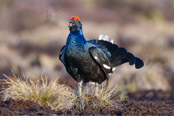 black grouse lek