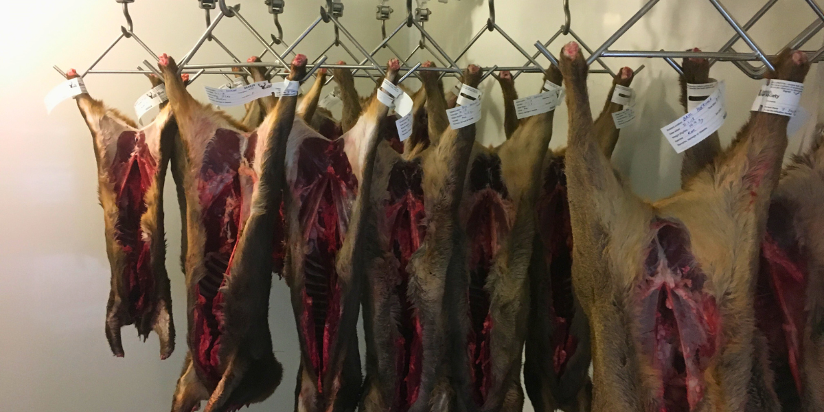 Deer chiller with carcasses hanging