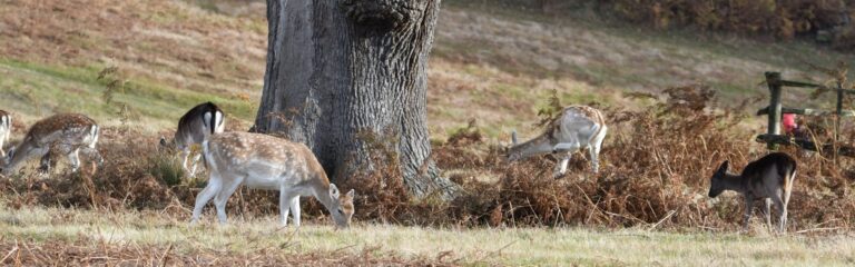 fallow deer
