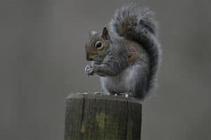 Grey squirrel control with live capture traps - BASC