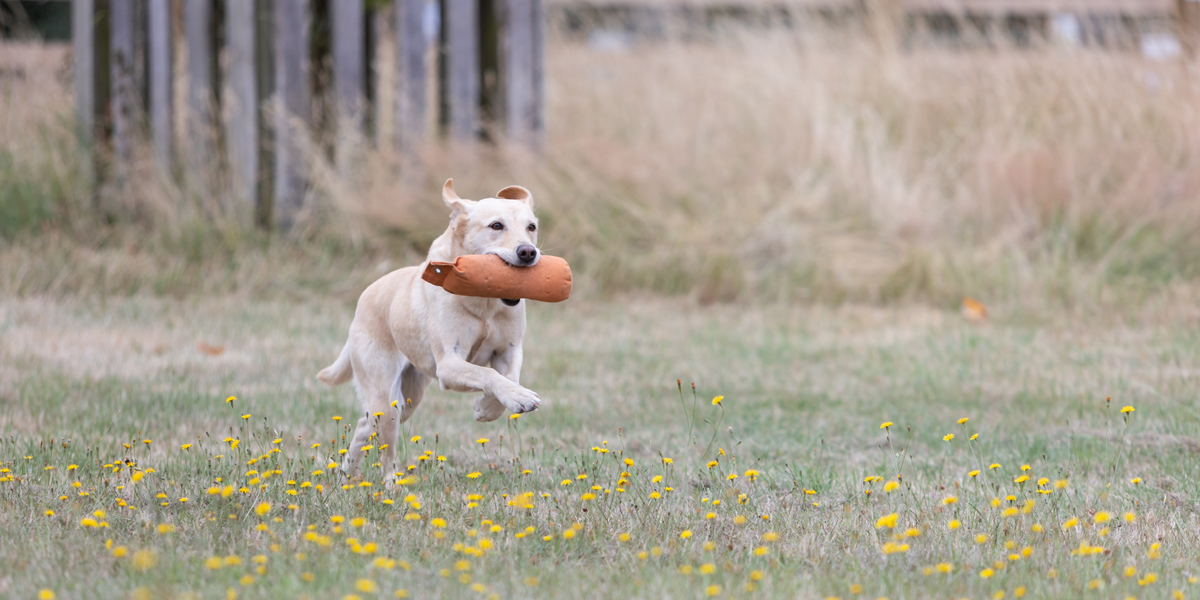 Labrador