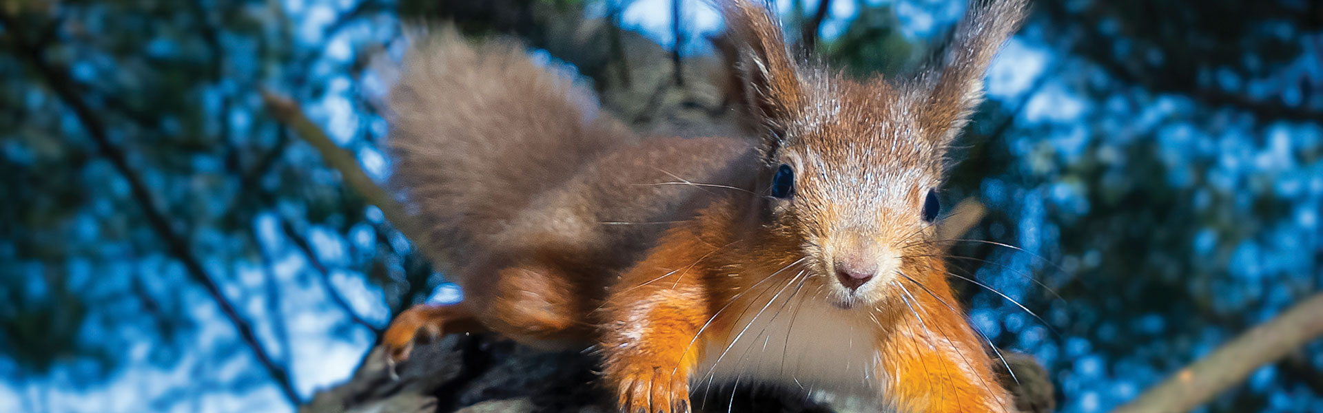 squirrel