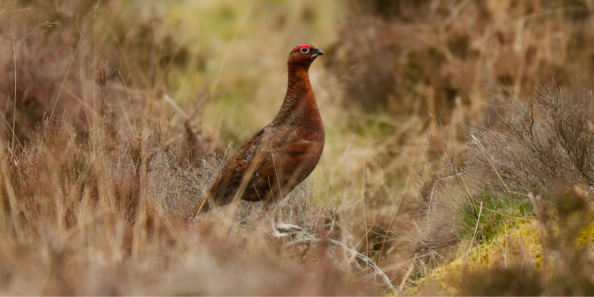 Grouse on a moor