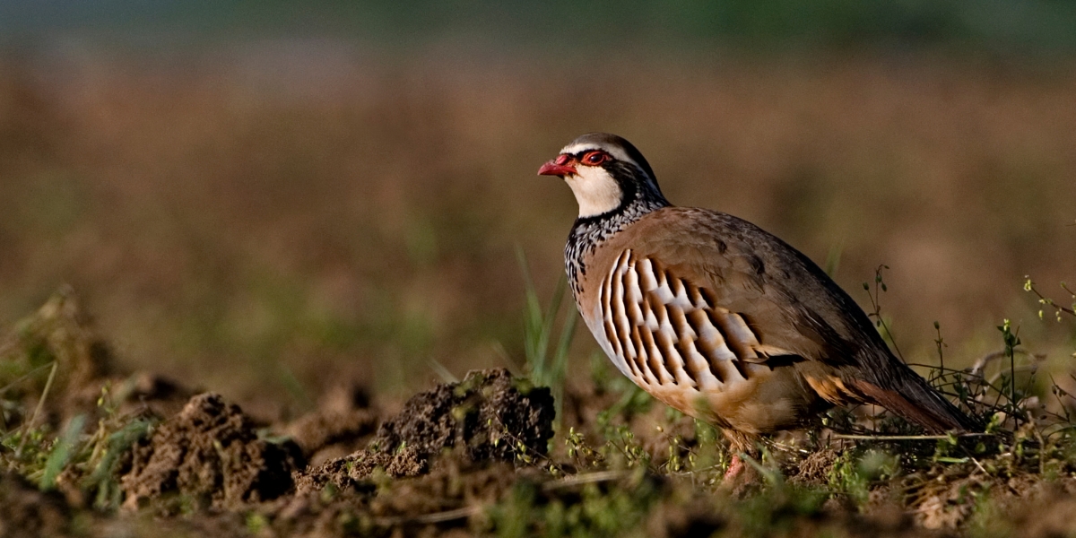 red legged partridge