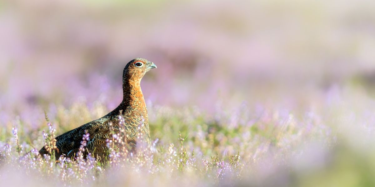 Red grouse in purple heather
