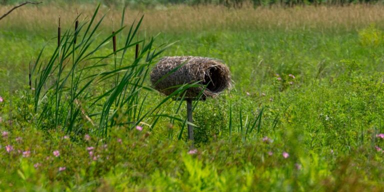 duck nest tube monitoring prize draw