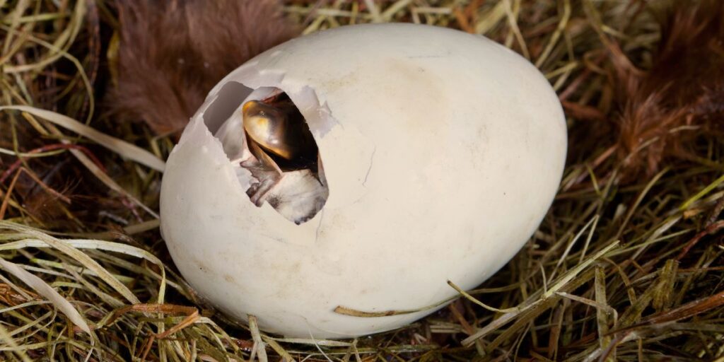 Duckling hatching