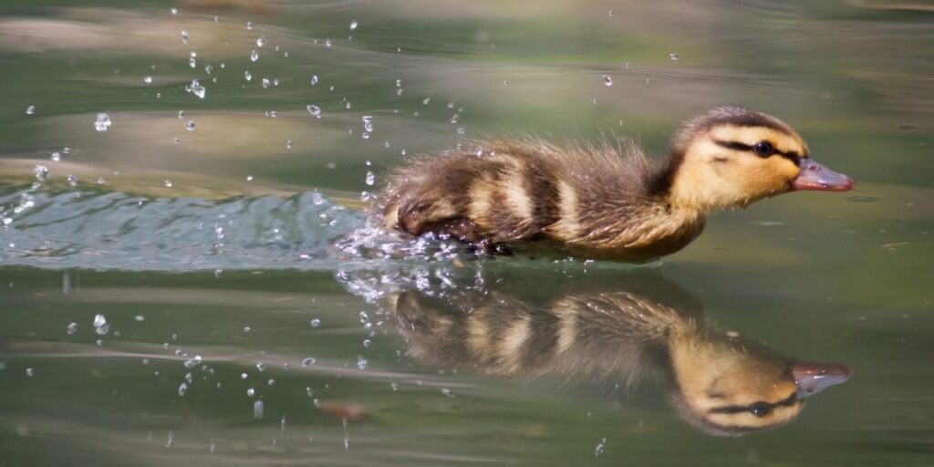 Mallard duckling