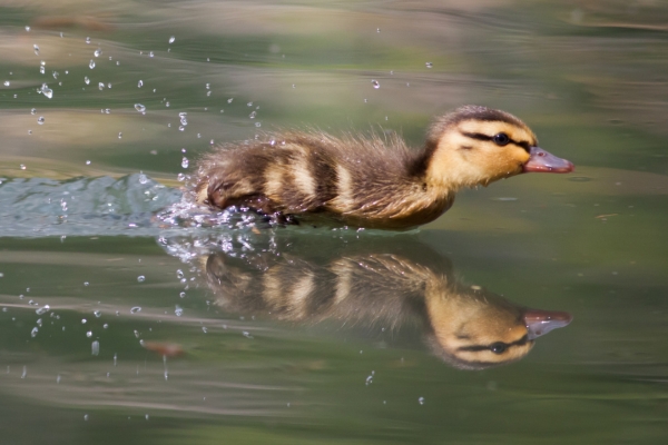 Mallard duckling