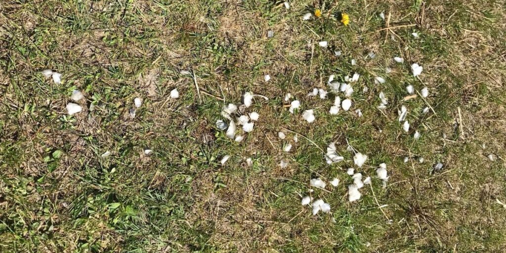 A trail of carp scales on site, a likely mink kill