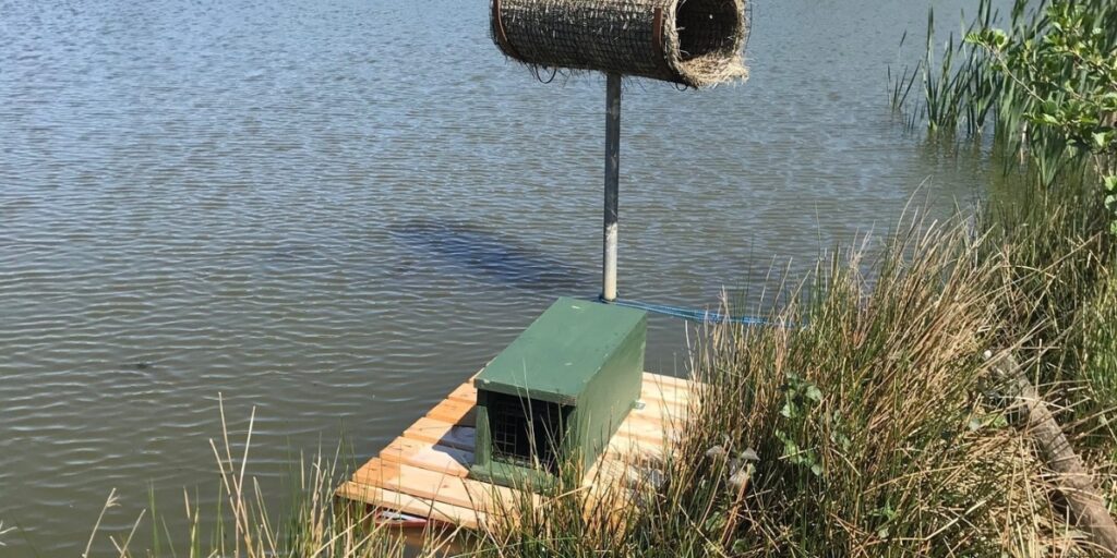 mink trap by duck nest tube