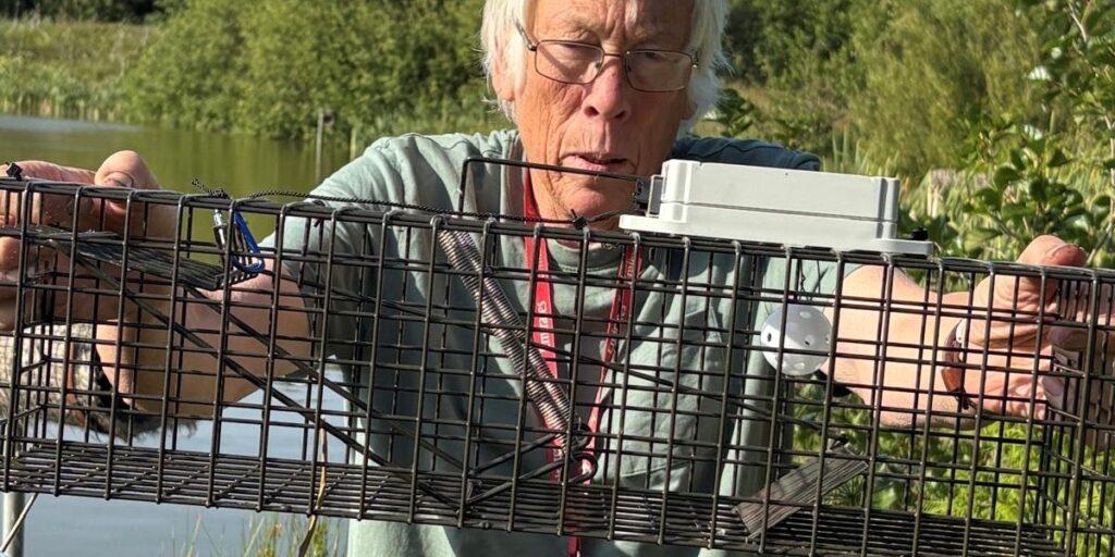 Mink trap
