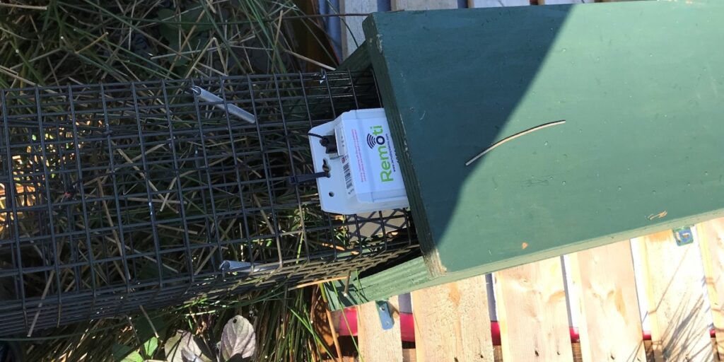 Remote monitoring device on a mink trap